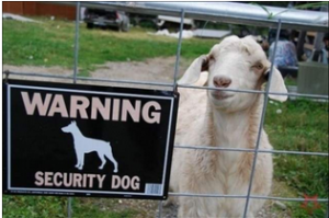 Image of a "beware of dog" sign with a goat behind it