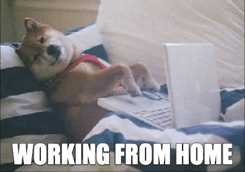 working from home, dog, bed, marketing, computer